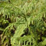 Lycopodiella cernua Leaf