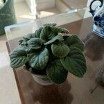 Saintpaulia ionantha Hoja