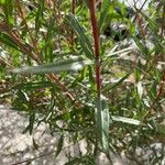 Oenothera lindheimeri Folha