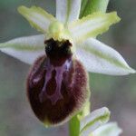 Ophrys arachnitiformis പുഷ്പം