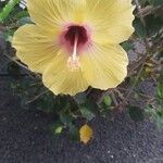 Hibiscus ovalifolius Квітка