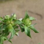 Veronica anagallis-aquatica Fruit