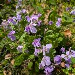 Orychophragmus violaceus Flor