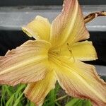 Hemerocallis minor花