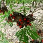 Abrus precatorius Fruit