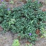 Ruellia ciliatiflora Habit