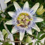 Passiflora caeruleaЦвят