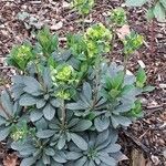 Euphorbia amygdaloides Feuille