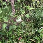 Nicotiana longiflora Кветка