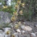 Epipactis microphylla Flor