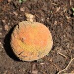 Garcinia kola Fruit