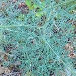 Seseli gummiferum 葉