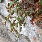 Asplenium ruta-muraria फल