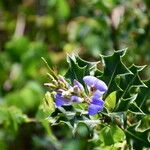 Acanthus ilicifolius 花