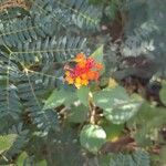 Lantana × strigocamara Flower