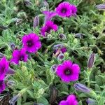 Petunia integrifolia List