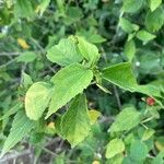 Malvaviscus arboreus Feuille