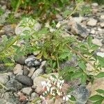 Cleome dodecandra পাতা