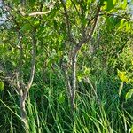 Cornus racemosa Bark