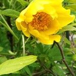 Paeonia ludlowii Цветок