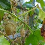 Echinocystis lobata Fruit