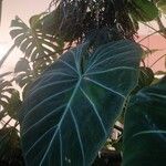 Philodendron gloriosumഇല