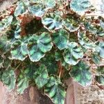 Begonia rex Leaf