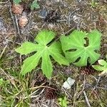 Petasites frigidus Blad