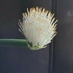 Haemanthus albiflosKvět