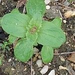 Valeriana calcitrapae Blatt