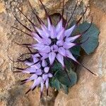 Physoplexis comosa 花