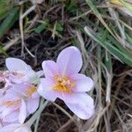 Colchicum alpinum Flower