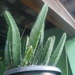 Stapelia grandiflora Leaf