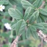 Lippia micromera Лист