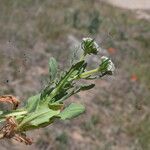 Valeriana discoidea Folha