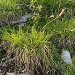 Sesleria albicans Habitus