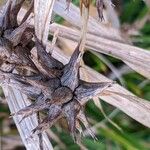 Carex grayi Fruit