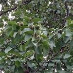 Alnus cordata Fruit