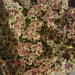 Coleus scutellarioides Blad