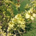 Ulmus glabra Blad