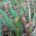 Schizaea dichotoma Leaf