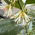 Sarcococca ruscifolia Fiore