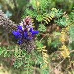 Dalea coerulea Flor