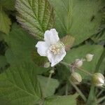 Rubus caesiusBlomst