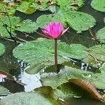 Nymphaea rubra 花