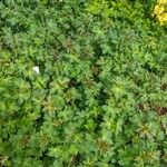 Geranium wlassovianum Yaprak