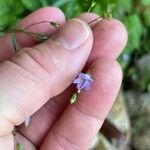 Campanula divaricata 花