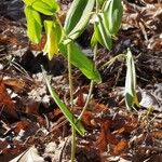 Uvularia sessilifolia Virág