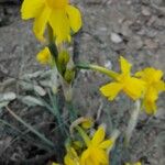 Narcissus assoanus