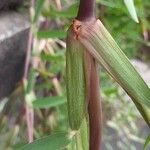 Stenotaphrum secundatum Leaf